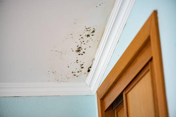 Best Water Damage & Mold Remediation  in Las Vegas, NM